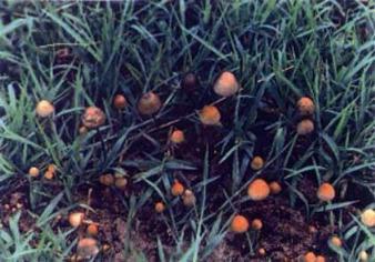 Copelandia Cambodgeniensis