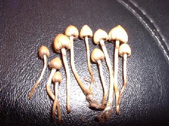 Liberty caps