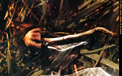 Psilocybe Baeocystis 7/09/00