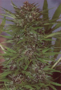 Pot pic 29/01/01