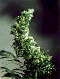 Pot pic 22/02/01