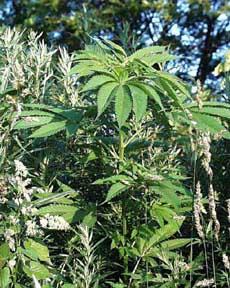 April Fool's pot pic