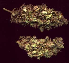 Pot pic from a caner in Totnes#