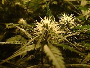 Pot pic from Paignton, Devon.