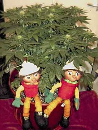 Bill and Ben the flowerpot men