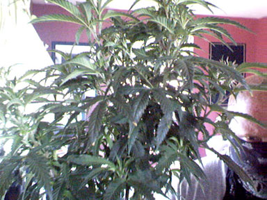 The Ganja Ninja of Seattle